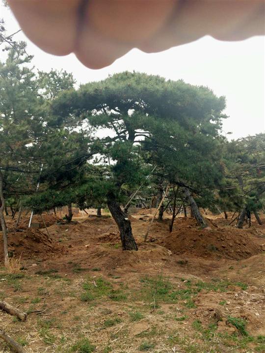 造型黑松_造型黑松价格_优质造型黑松批发 