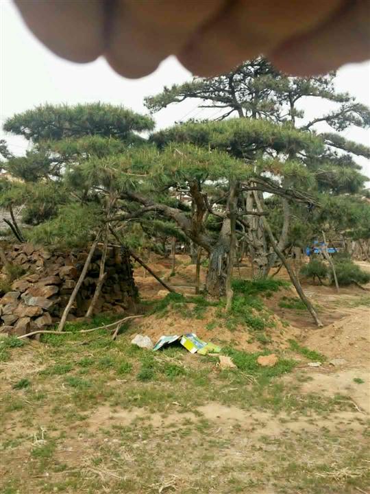 【日本黑松】日本黑松盆景价格_造型黑松图片 