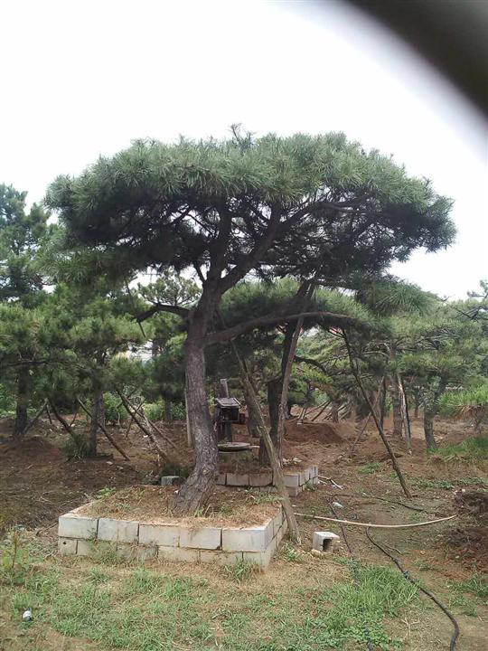 造型油松|造型油松价格|造型油松基地 
