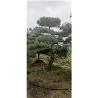 山东造型松好种植吗