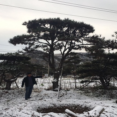 造型黑松