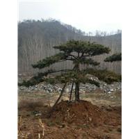 造型松/造型松价格 
