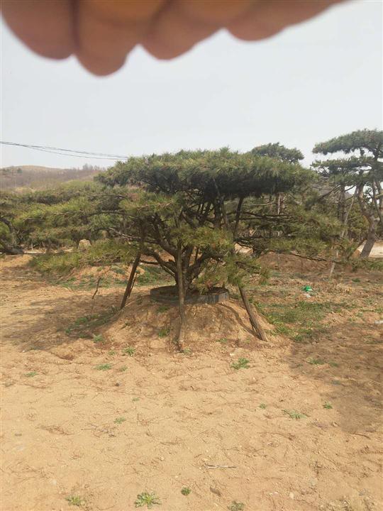 【黑松造型】黑松造型价格_黑松造型批发 