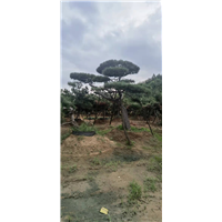 山东造型松