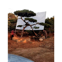 黑松树苗 黑松树苗 苗黑松木 