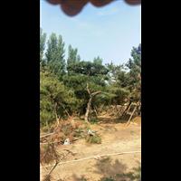 造型油松|造型油松价格|莱芜造型油松基地 