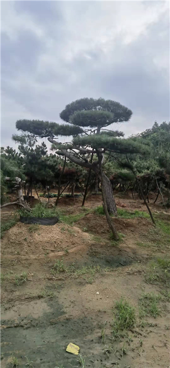 山东造型松
