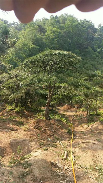 造型油松|造型油松价格|莱芜造型油松基地 