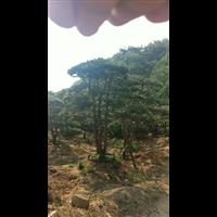 造型油松|造型油松价格|莱芜造型油松基地 