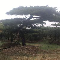 造型黑松 