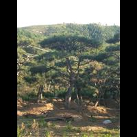 造型油松|造型油松价格|莱芜造型油松基地 