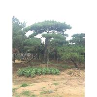 造型油松价格 