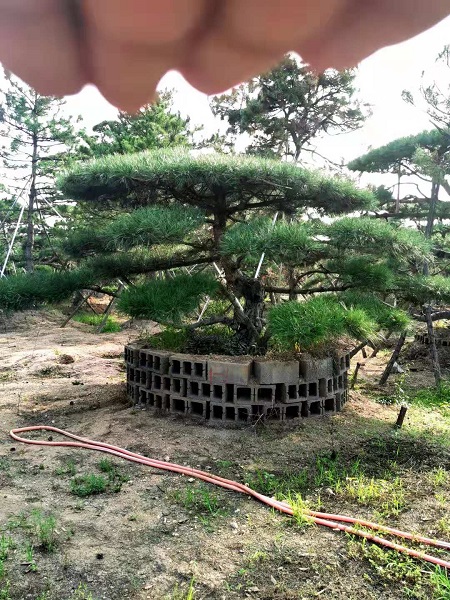 如何提高造型松的防寒能力？ 