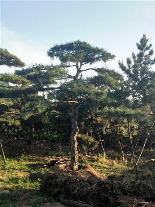 造型油松|造型油松价格|莱芜造型油松基地 