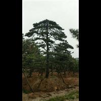 造型油松|造型油松价格|莱芜造型油松基地 