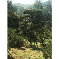 山东造型油松 