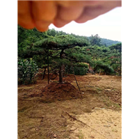 造型油松适合什么时间段进行移植 