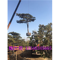 山东油松价格|直销|批发 