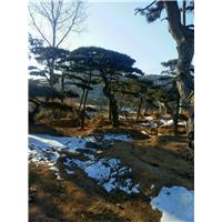 造型松-造型油松-山东造型油松-造型松基地-成活率100% 