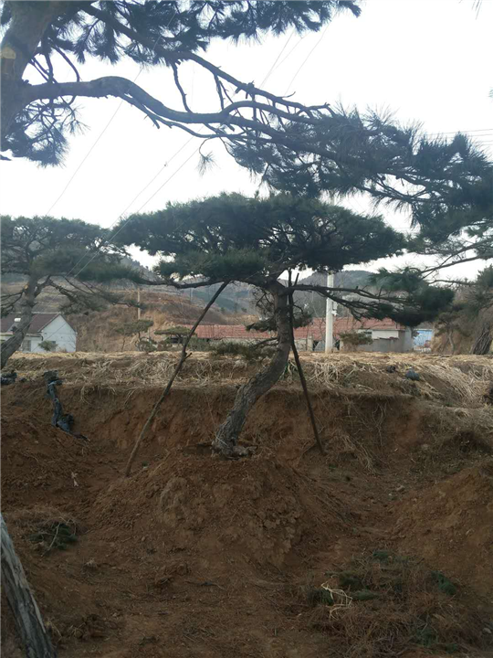 造型油松价格_**造型油松价格/批发报价 