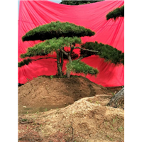 造型油松图片
