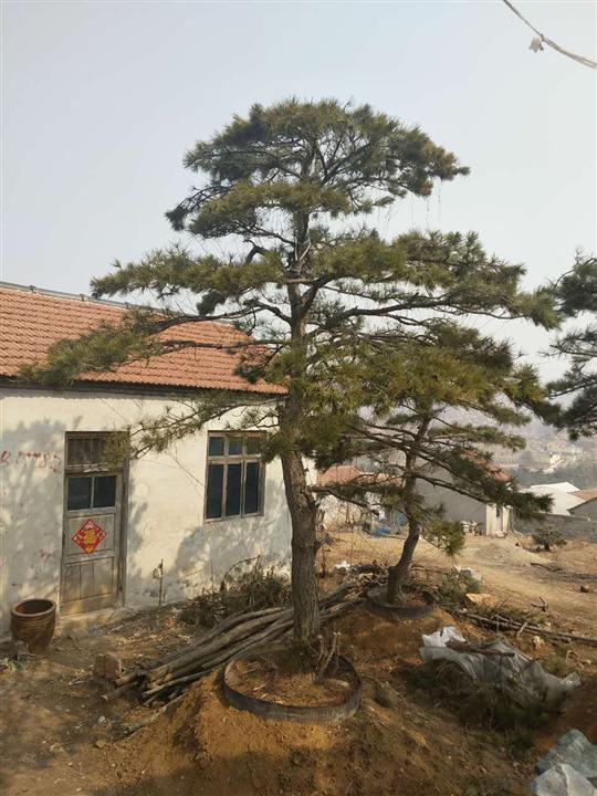 造型油松/造型油松基地 