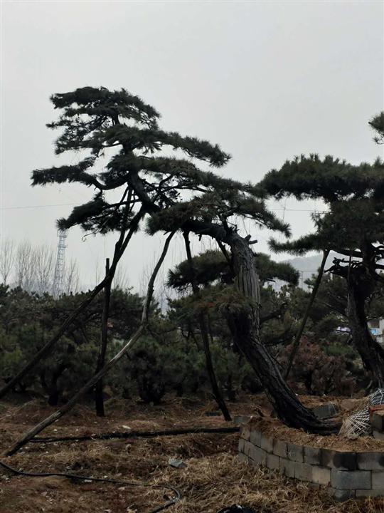 造型松/造型松价格 