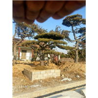 造型油松—山东造型油松价格 