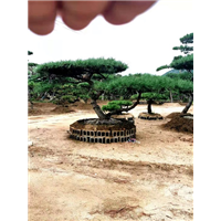 造型油松-山东造型油松 