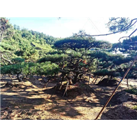 造型油松培育关键技术 