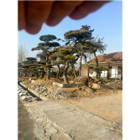 【造型油松】造型油松价格 