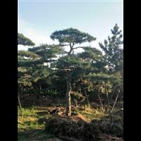 造型油松|造型油松价格|莱芜造型油松基地 
