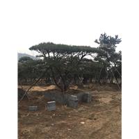 造型油松/造型油松价格 