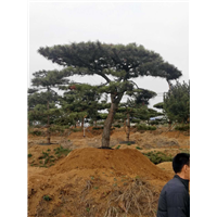 造型黑松基地 