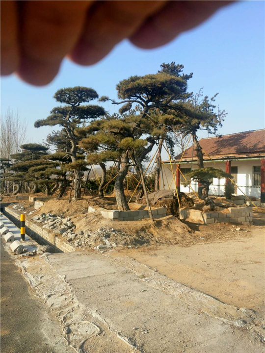 【造型油松】造型油松价格 