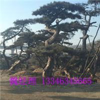 山东造型油松价格|直销|批发 