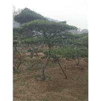 造型油松 