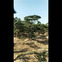 造型油松|造型油松价格|莱芜造型油松基地 