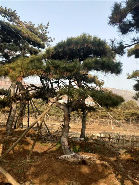 造型油松/造型油松价格 