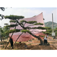 造型黑松价格