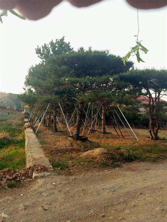 山东造型松树基地-黑松_油松_泰山迎客松 