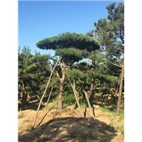 造型油松 