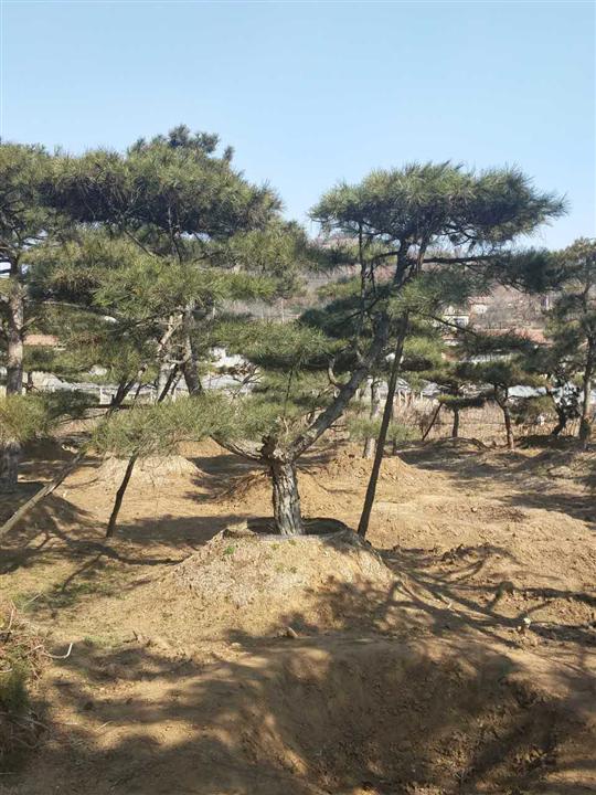 造型油松|造型油松价格 
