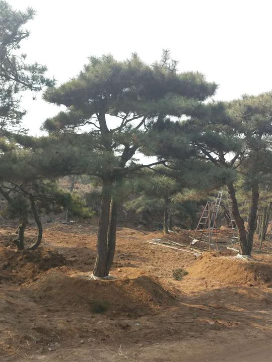 造型油松/造型油松基地 