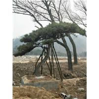 造型油松/造型油松价格 