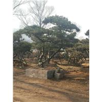 造型油松/造型油松价格 