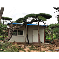 造型油松价格3800元 