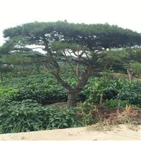 造型油松|造型油松价格|造型油松基地 
