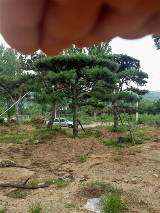 造型松|景观松|造型黑松|造型油松 