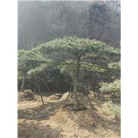 造型油松|造型油松基地 